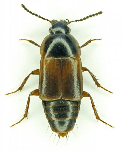 Tachinus humeralis